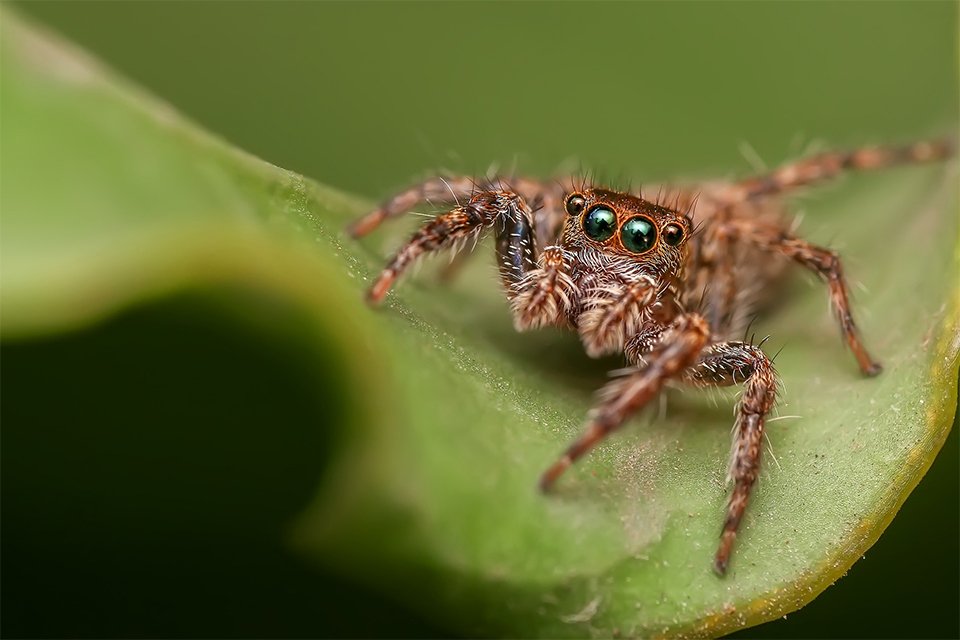 Imagem de Mulher salta de van em movimento por causa de aranha e veículo cai em rio no megacurioso