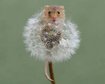 thumb-image-2024-02-29T14:04:08.513Z