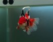 thumb-image-2024-02-29T14:04:08.783Z