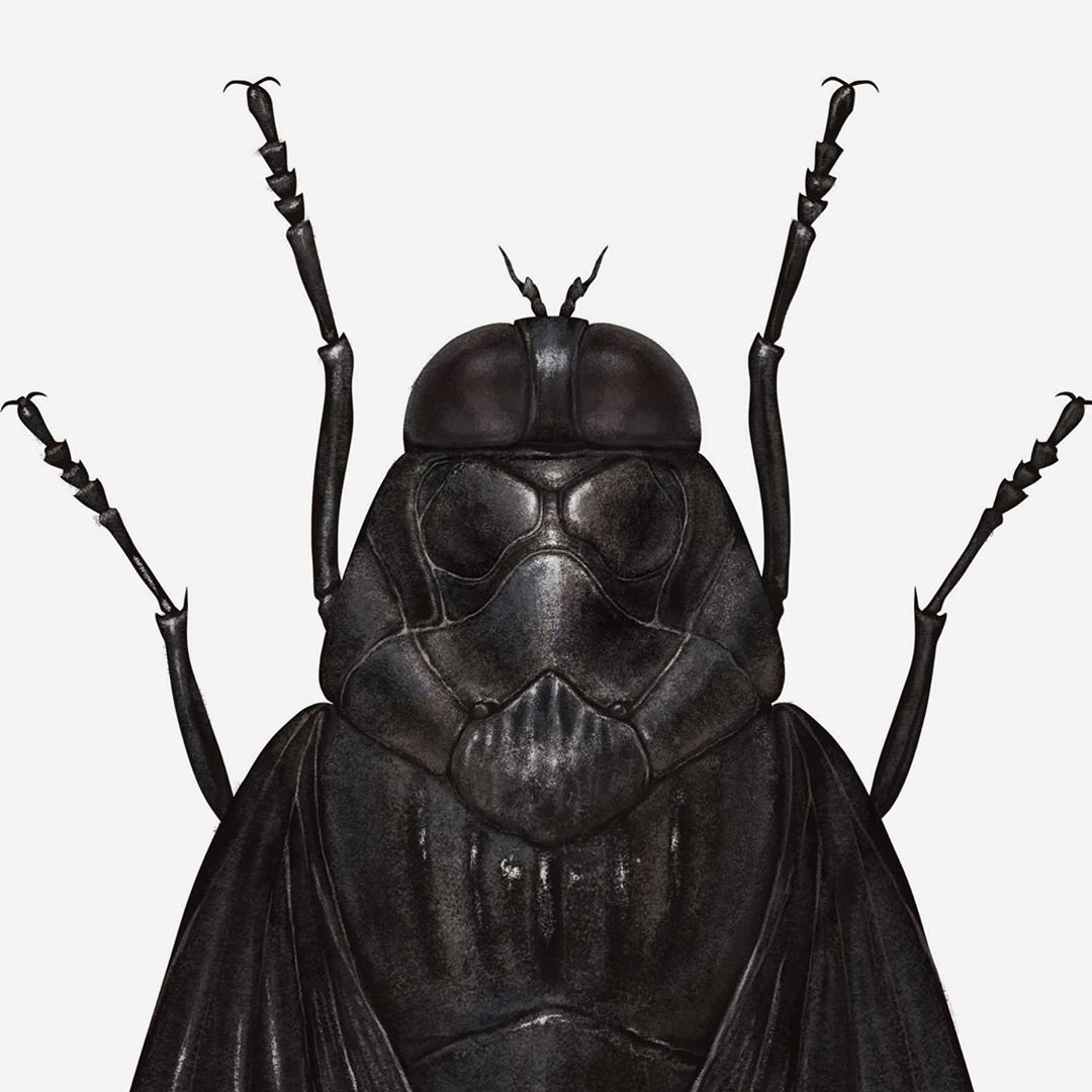 Imagem de Personagens da saga Star Wars ganham ilustrações na forma de insetos no megacurioso