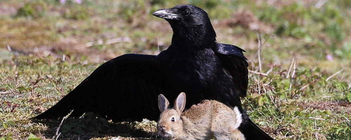 Gato ou corvo? Foto se espalha na Internet e confunde até o Google