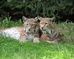thumb-image-2024-02-29T14:04:10.607Z