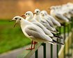 thumb-image-2024-02-29T14:04:11.139Z