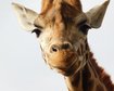 thumb-image-2024-02-29T14:04:11.367Z