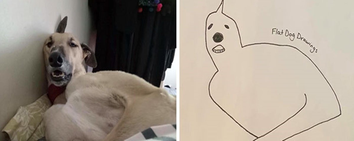 Cães Engraçados - Vídeos e Fotos Divertidos da Internet