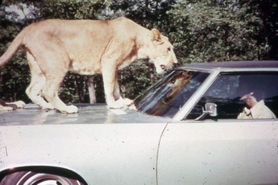 5 parques abandonados de animais com histórias assustadoras