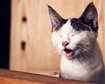 thumb-image-2024-02-29T14:04:15.261Z