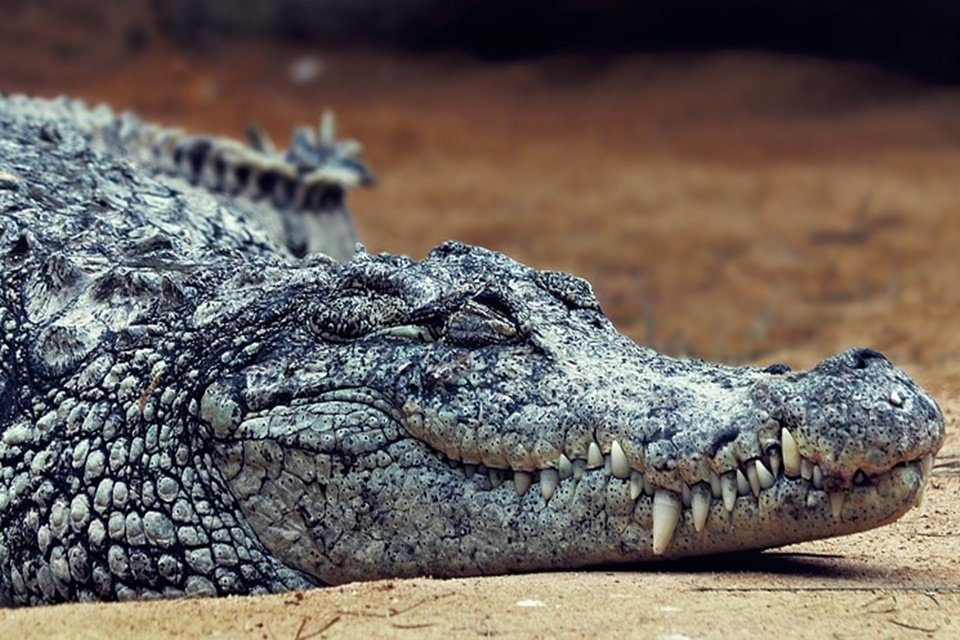 Imagem de Predador gigante pré-histórico devorava dinossauros no megacurioso