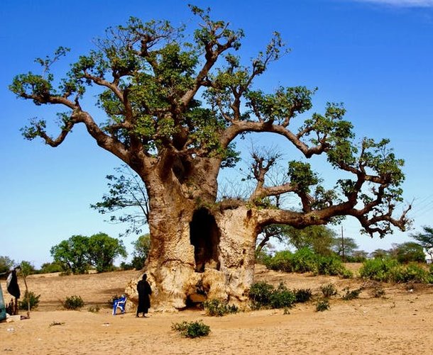 Baobás: as árvores milenares ameaçadas pelo aquecimento global - Mega ...