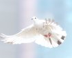 thumb-image-2024-02-29T14:04:17.239Z