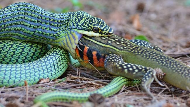 Qual o maior animal que uma cobra pode comer? Veja flagras