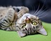 thumb-image-2024-02-29T14:04:18.855Z