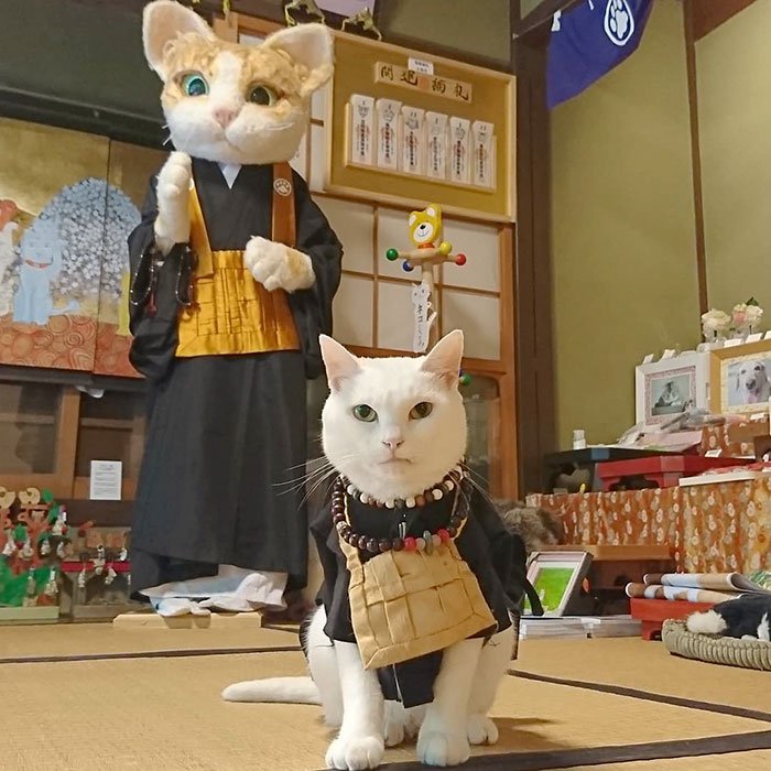 gato monge