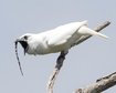 thumb-image-2024-02-29T14:04:19.104Z