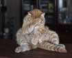 thumb-image-2024-02-29T14:04:20.198Z