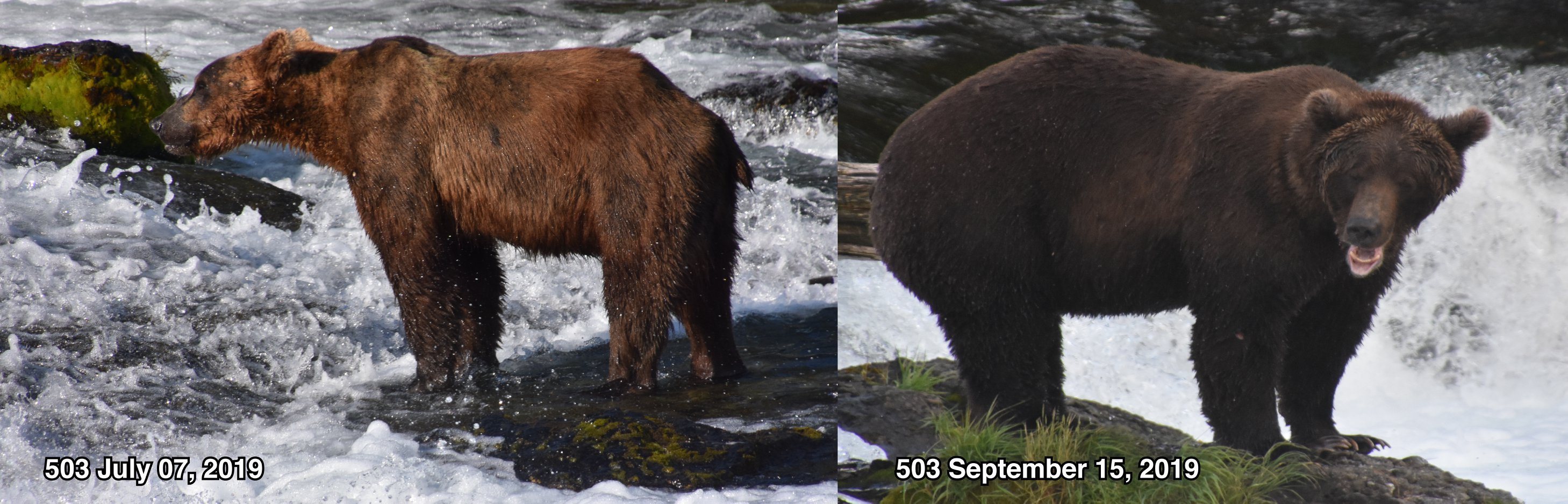 antes e depois de um urso