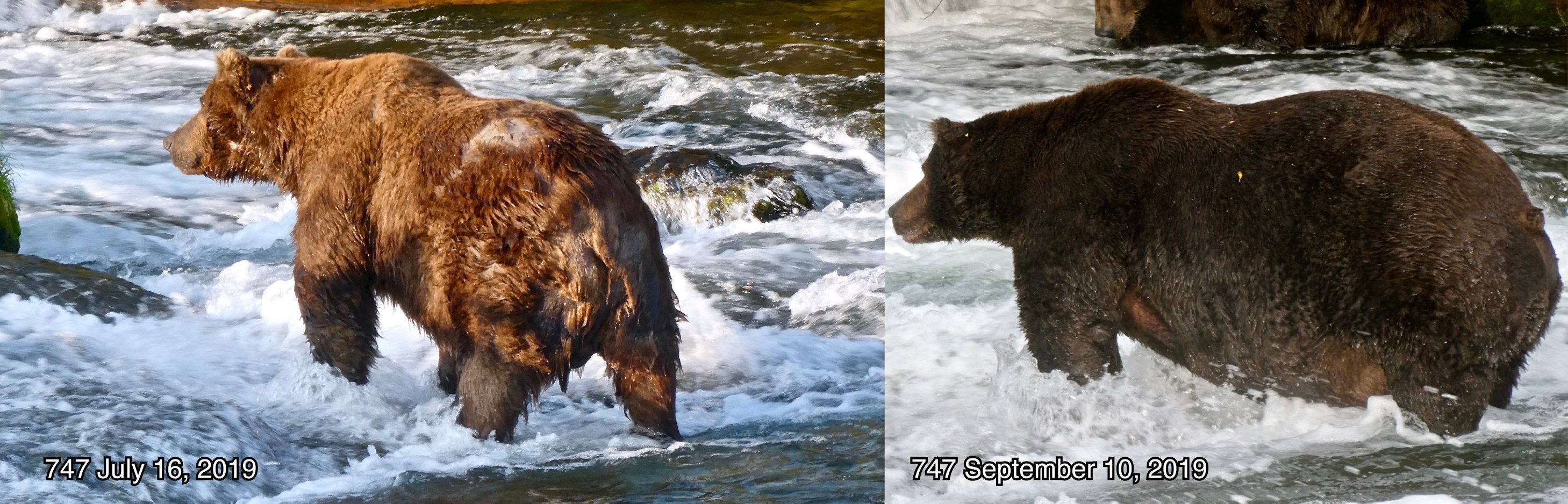 antes e depois de um urso 