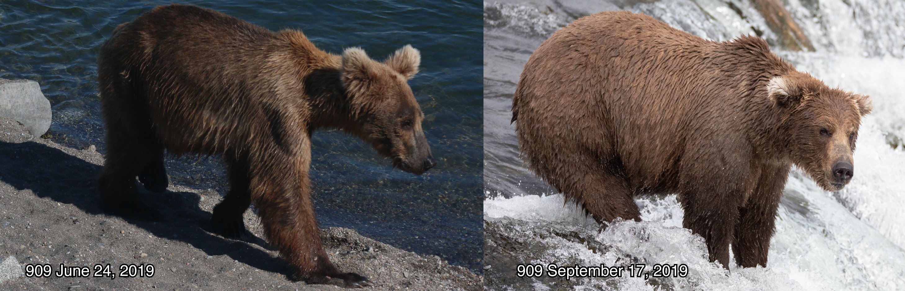 antes e depois de um urso