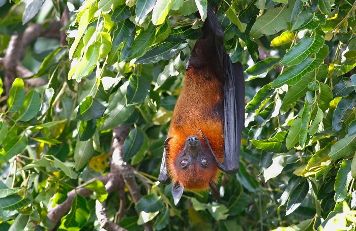 morcego pendurado em uma árvore