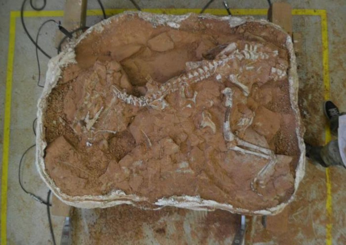 Imagem de Fóssil de dinossauro de 230 milhões de anos é encontrado no Brasil no megacurioso