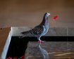 thumb-image-2024-02-29T14:04:21.567Z