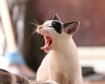 thumb-image-2024-02-29T14:04:21.712Z