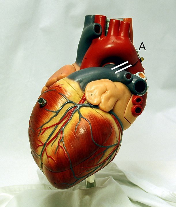 modelo de coração humano