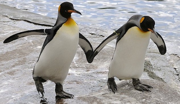 https://www.out.com/entertainment/popnography/2011/12/13/gay-penguins-are-totally-moving