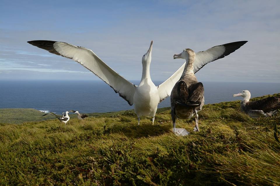 O rato gigante que ameaça de extinção espécie de albatroz - BBC