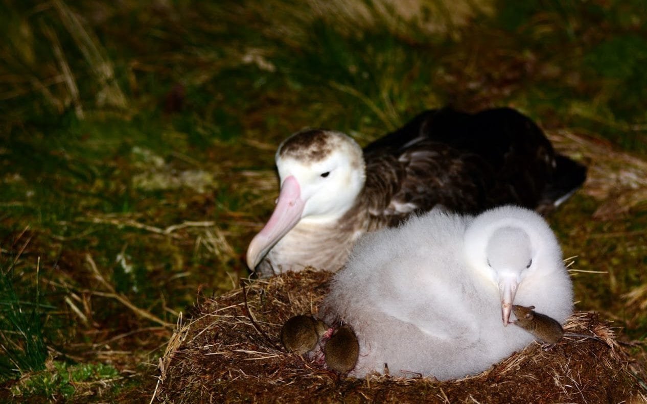 O rato gigante que ameaça de extinção espécie de albatroz - BBC