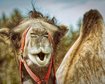 thumb-image-2024-02-29T14:04:25.254Z