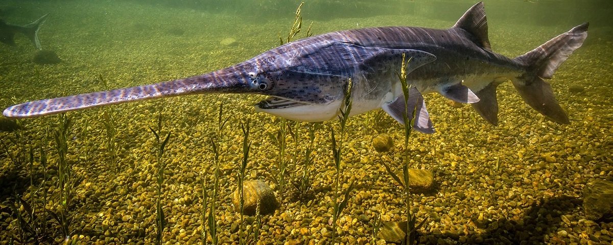 EUA adicionam peixe esturjão-chinês à lista de animais ameaçados de  extinção