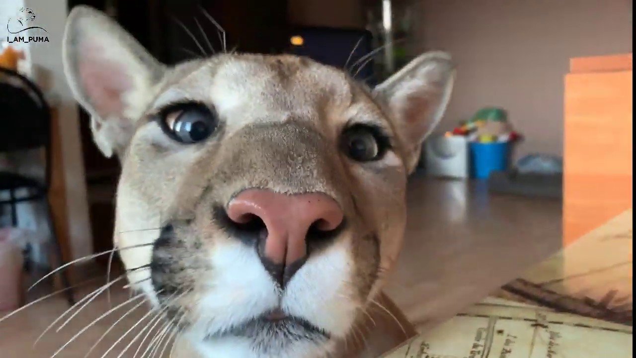 puma in russian