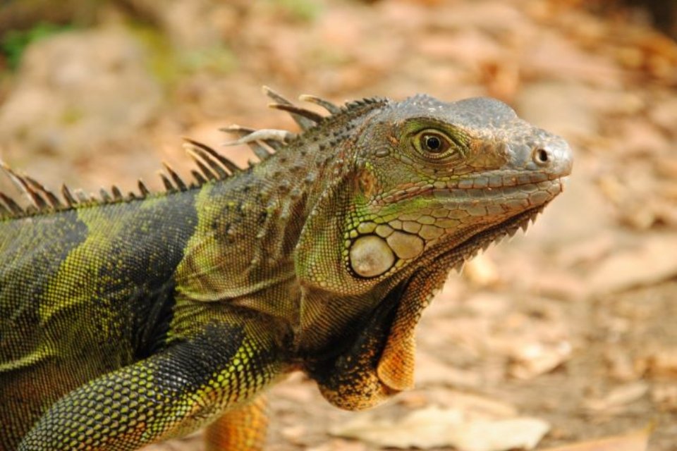 Imagem de Iguanas congeladas estão “caindo do céu” na Flórida no megacurioso