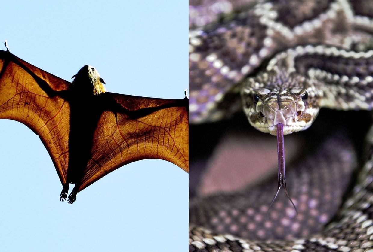 https://www.thestar.com.my/news/regional/2020/01/24/wuhan-virus-studies-suggest-role-of-bats-snakes-in-outbreak