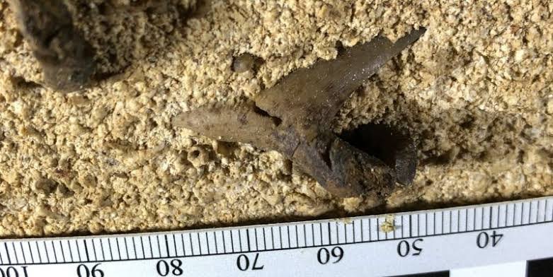 https://www.gizmodo.co.uk/2020/02/jaw-of-330-million-year-old-shark-found-in-kentucky-cave/
