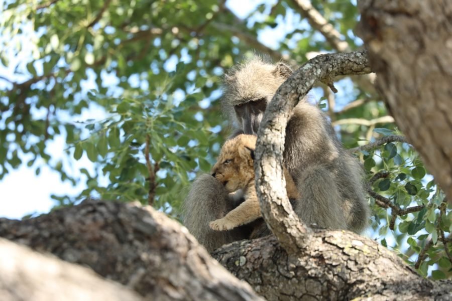 https://www.sapeople.com/2020/02/03/baboon-captures-and-grooms-lion-cub-in-heartbreaking-kruger-photos/