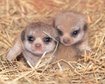 thumb-image-2024-02-29T14:04:28.785Z