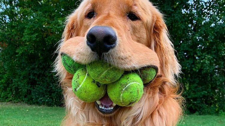 https://www.odditycentral.com/animals/adorable-pooch-breaks-world-record-for-most-tennis-balls-in-dogs-mouth.html