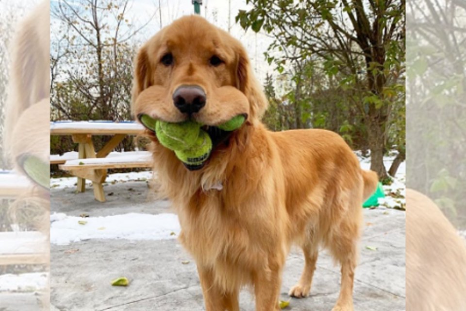 Imagem de Golden Retriever bate recorde de maior número de bolinhas na boca no megacurioso