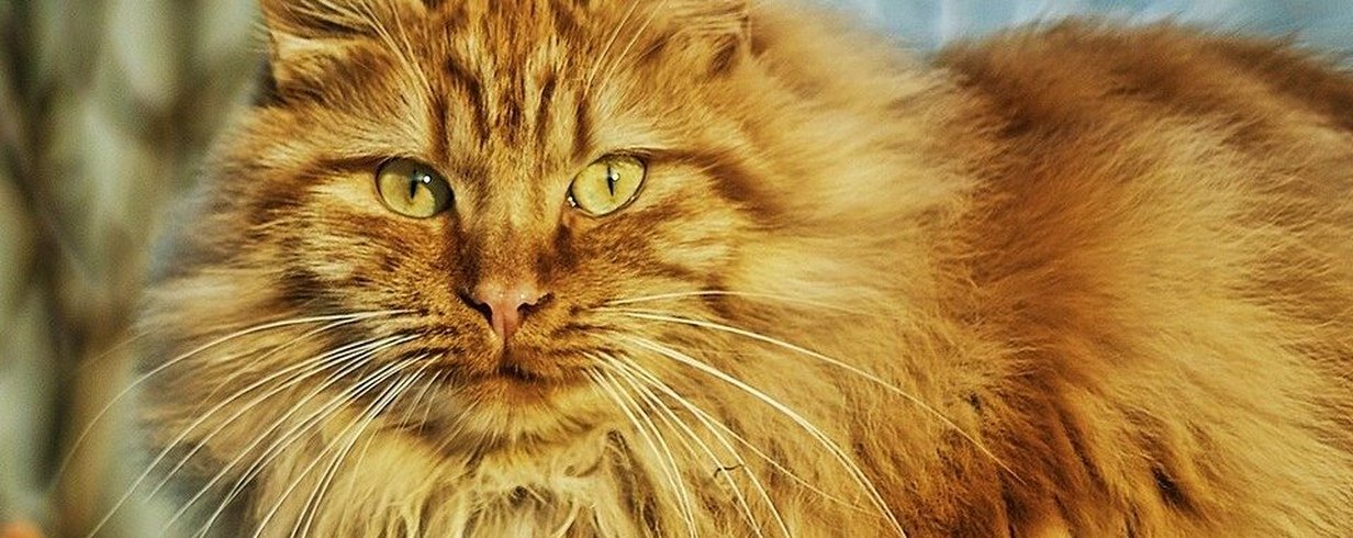 thumb-image-2024-02-29T14:04:29.458Z