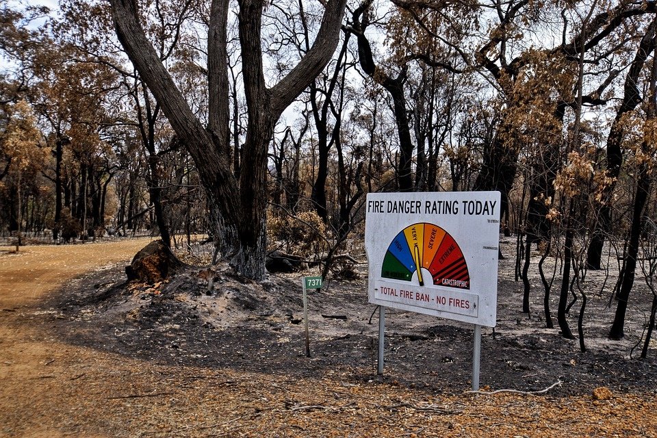 Imagem de 113 espécies estão perto da extinção após incêndios na Austrália no megacurioso
