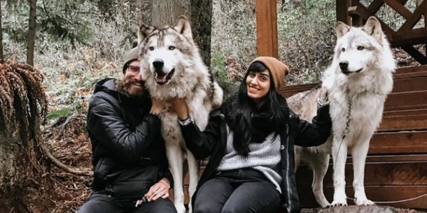 Santuário cheio de lobos amigáveis nos EUA pode ser visitado - Mega Curioso