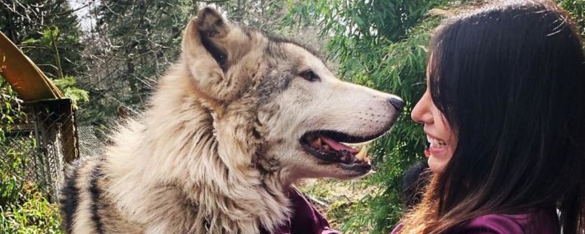 Santuário cheio de lobos amigáveis nos EUA pode ser visitado - Mega Curioso