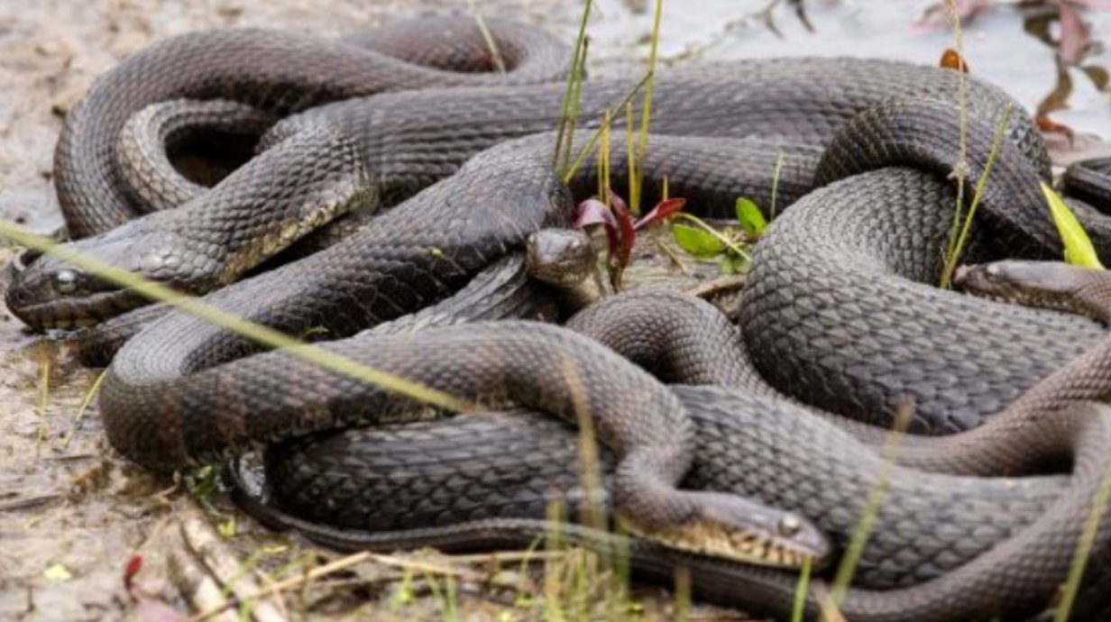 Orgia anual de cobras vai acontecer em parque fechado da Flórida - Mega  Curioso