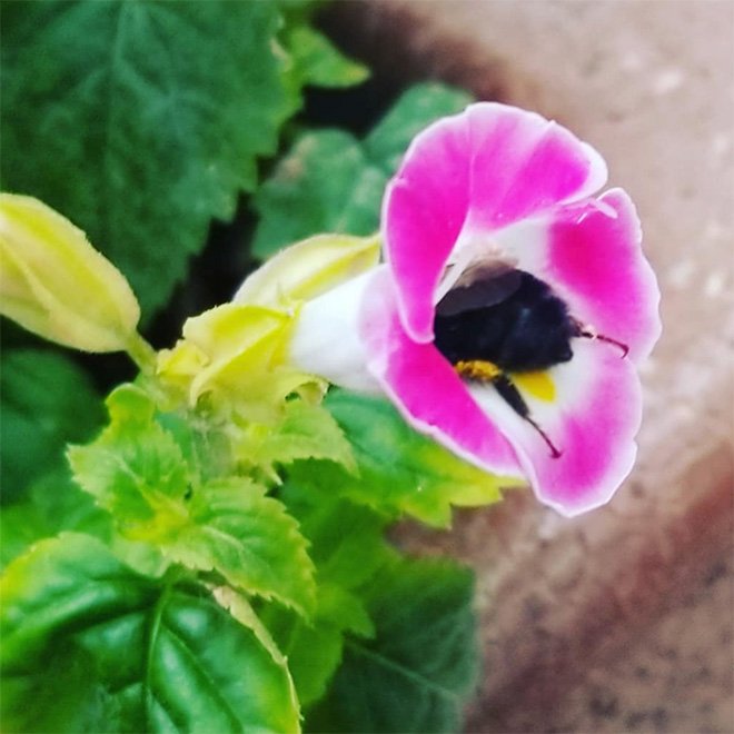 Abelhas são fotografadas dormindo dentro de flores