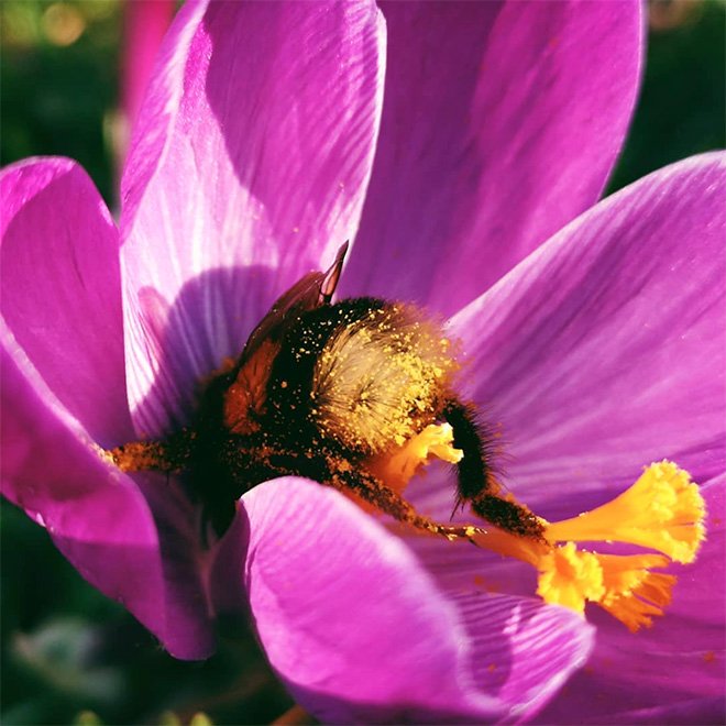 Abelhas são fotografadas dormindo dentro de flores