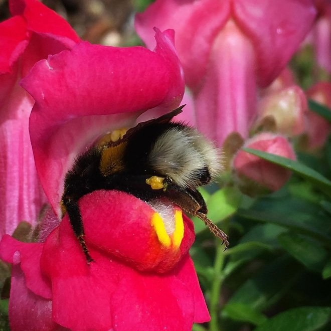 Abelhas são fotografadas dormindo dentro de flores