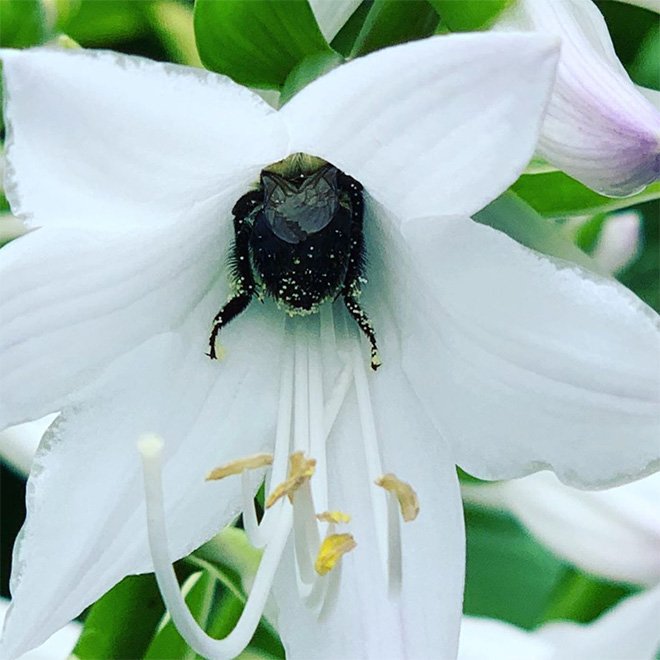 Abelhas são fotografadas dormindo dentro de flores