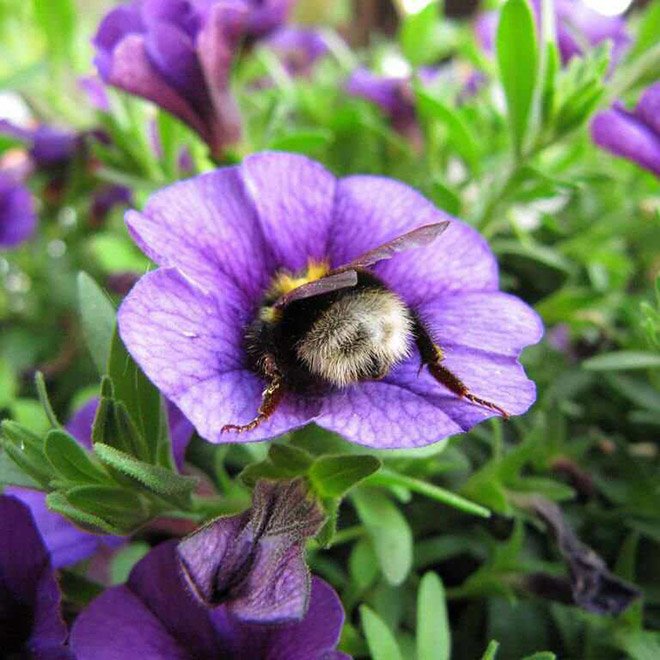 Abelhas são fotografadas dormindo dentro de flores
